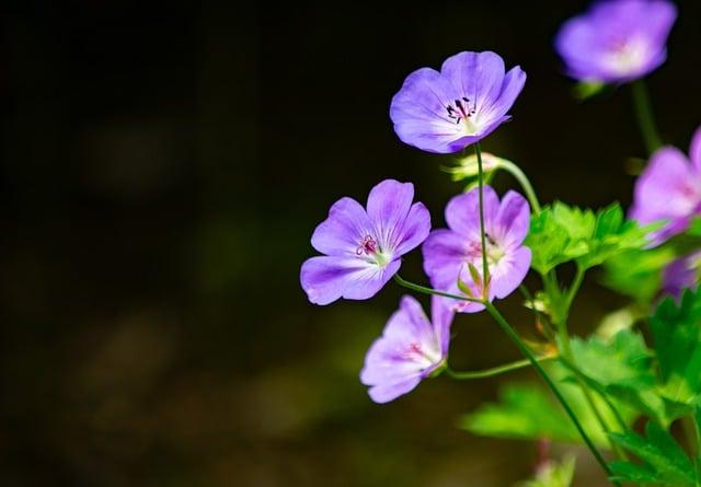 捧花可以用永生花嗎？