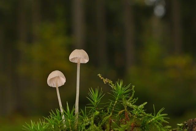 向上管理的原則是什麼？