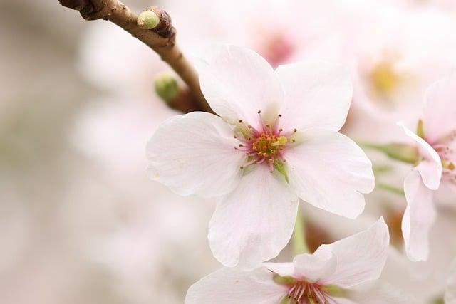 日本學生週休幾日？