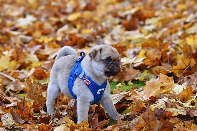 狗狗多久換一次飼料？