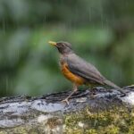 為什麼下雨不能游泳？