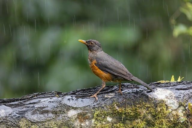 為什麼下雨不能游泳？