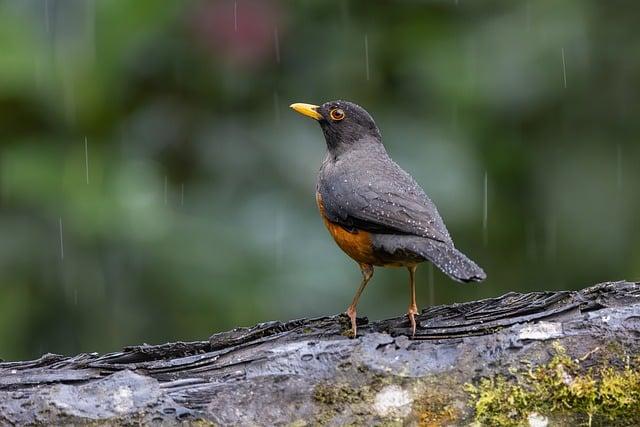 下雨可以開飛機嗎？