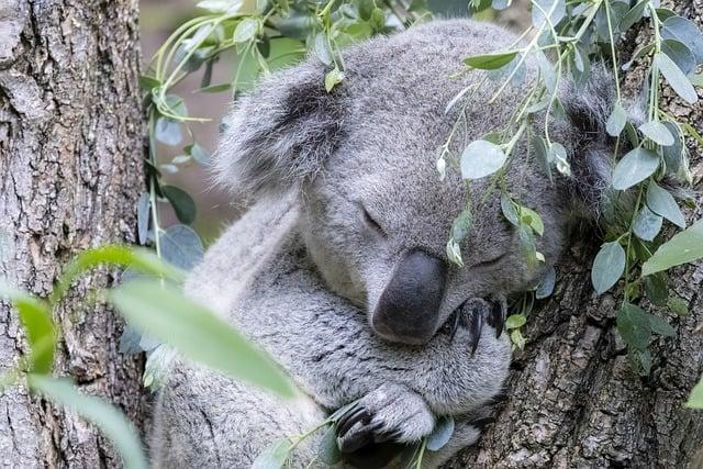 睡眠窒息症 會 死 嗎？