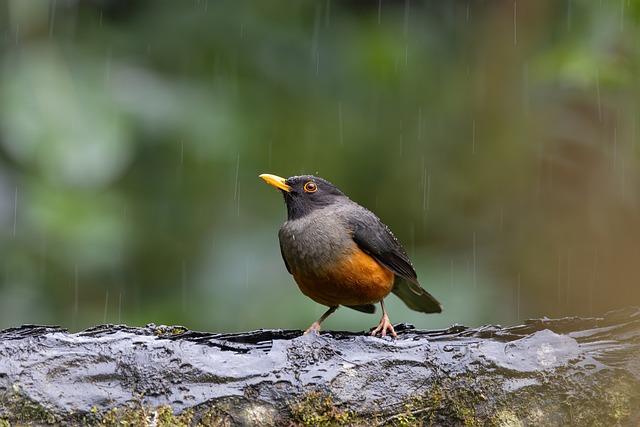 下雨一定會打雷嗎？