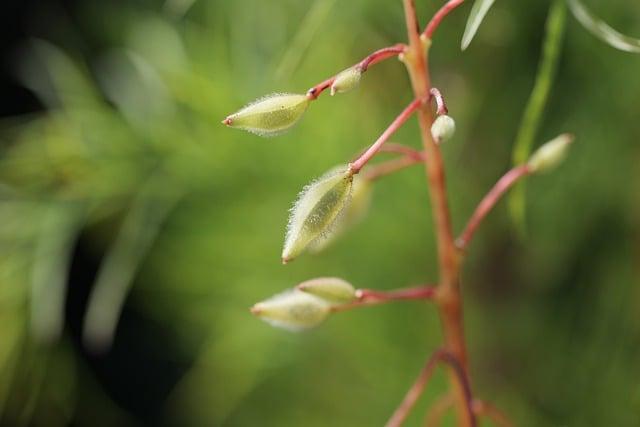 奇亞籽可以泡豆漿嗎？