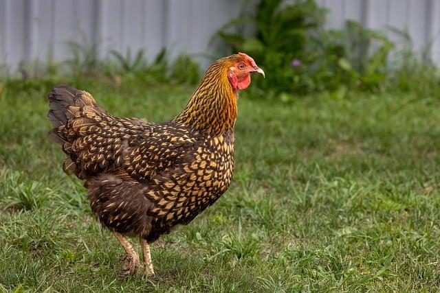 雞胸肉要加熱嗎？