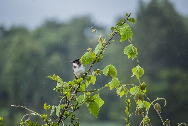 東北季風是地形雨嗎？