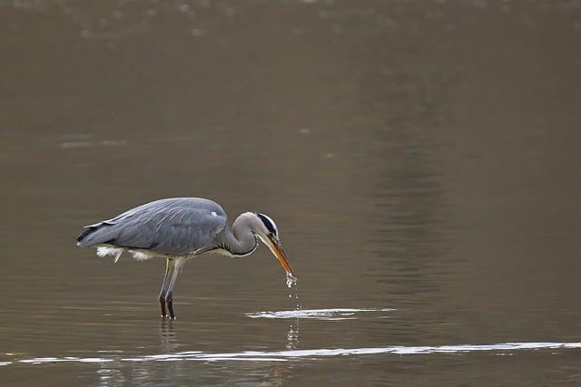 撿到幼鳥怎麼餵？