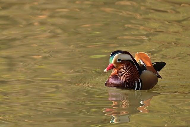 野鳥可以摸嗎？