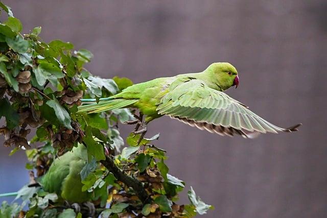 鳥生病去哪看？