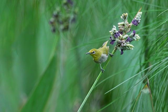 鳥死掉怎麼處理？