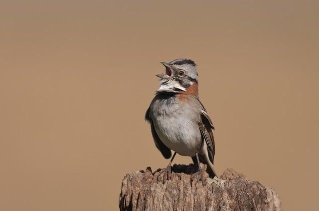 野鳥受傷怎麼辦？