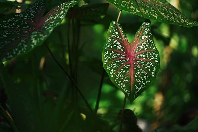 芋頭和香蕉可以一起吃嗎？