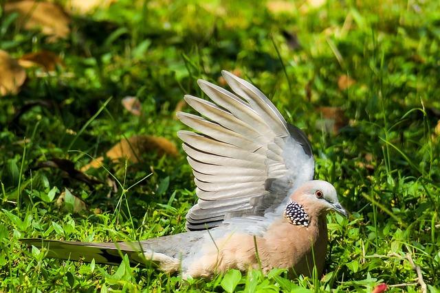 斑鳩會叫嗎？