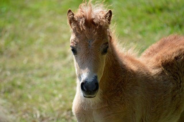 PONY EFFECT 台北哪裡買？