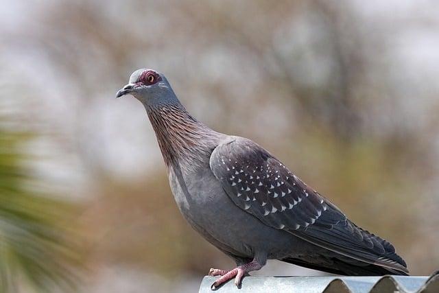 鳥為何會叫？